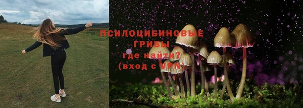 шишки Абаза