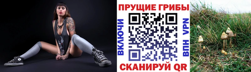 блэк спрут как войти  Александров  Галлюциногенные грибы ЛСД 